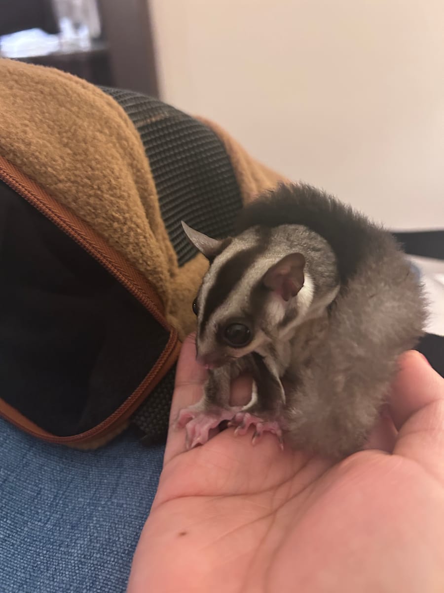 A hand-raised sugar glider being hand-fed in the Philippines