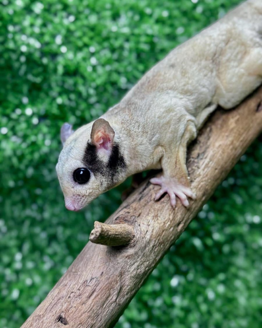Creamino sugar glider joey, Mochi, available in the Philippines
