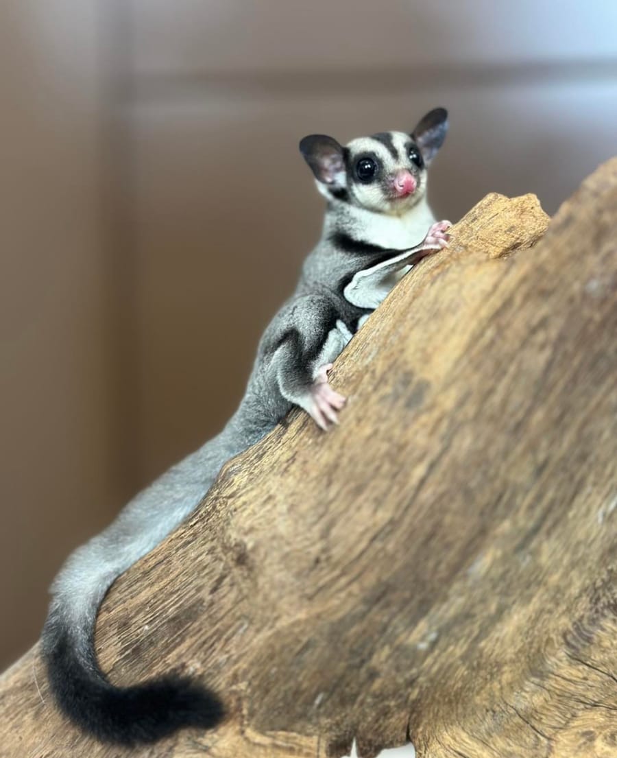 Hand-raised classic grey sugar glider in the Philippines