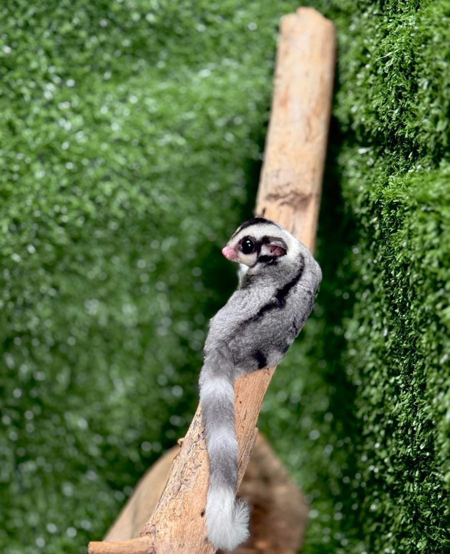 Classic Grey sugar glider joey, Tala, available in the Philippines